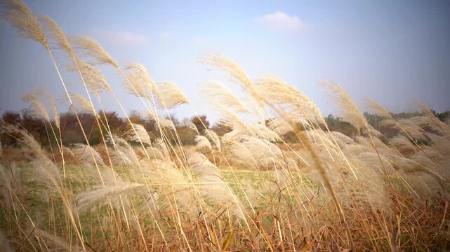 Golden Pampas Grass Swaying in Sunlight