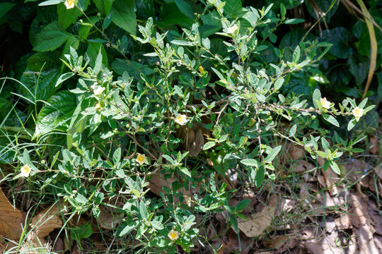 A green shrub of Sida rhombifolia also known as common wireweed with small delicate yellow flowers blooming wild in natural forest sunlight