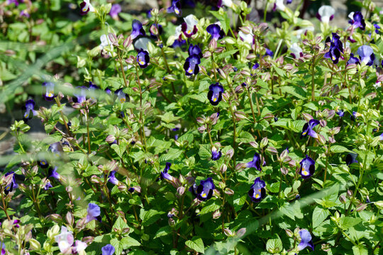 A close up view of beautiful Torenia fournieri flowers blooming in a sunny garden with vibrant blue and purple wishbone flower petals