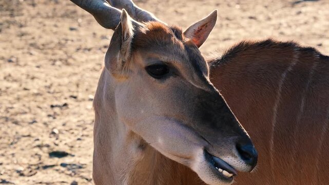 4K slow motion close-up of a Nilgai antelope. Detailed portrait of Asia's largest antelope, showing its distinct facial features and calm expression while looking at the camera.