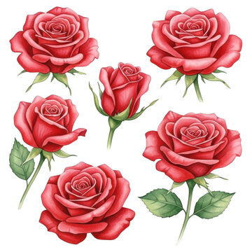 Beautiful watercolor illustration of five red roses isolated on transparent background with green leaves and stems