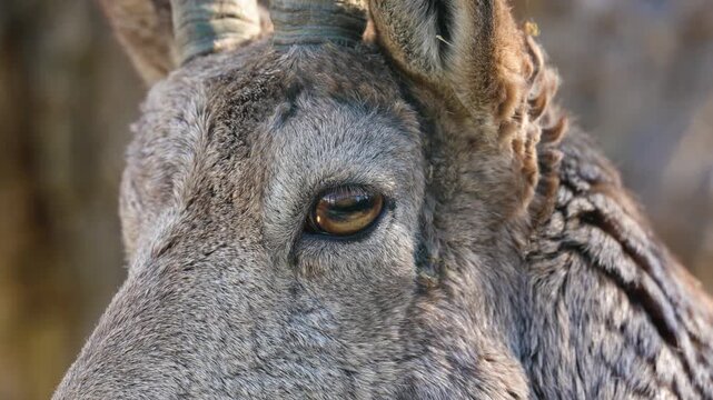 4K slow motion close-up portrait of a Bharal, also known as a Himalayan blue sheep. Detailed shot of the mountain ungulate with its unique greyish-blue fur and calm expression.
