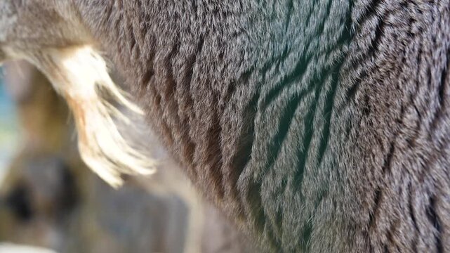 4K slow motion close-up portrait of a Bharal, also known as a Himalayan blue sheep. Detailed shot of the mountain ungulate with its unique greyish-blue fur and calm expression.