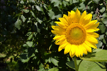 Obraz premium Sunflower flower on a green background. Cover screensaver
