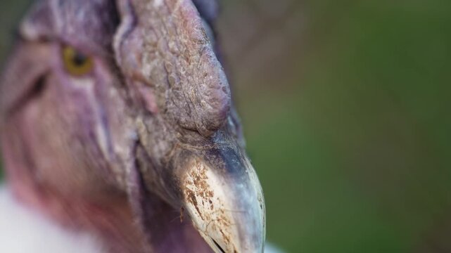 4K slow motion close-up of a male Andean condor head. Detailed shot of the majestic scavenger bird with white collar.