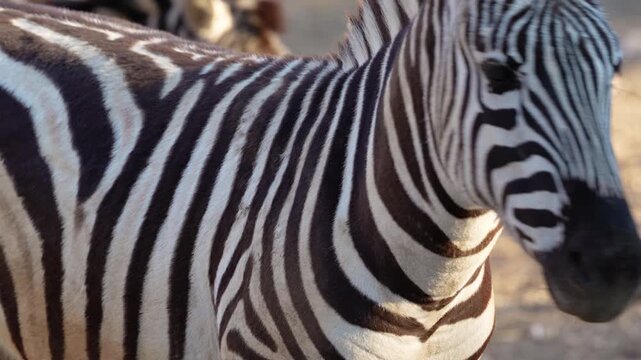 4K slow motion close-up of a zebra. Detailed shot of black and white stripes and animal behavior.