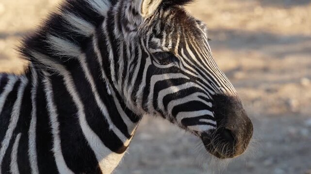 4K slow motion close-up of a zebra. Detailed shot of black and white stripes and animal behavior.