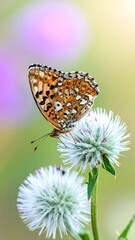Obraz premium Close-up of butterfly perched on white flower, vibrant background