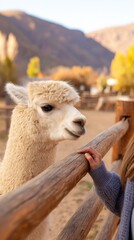 Fototapeta premium A fluffy llama interacts with a girl behind a wooden fence in a serene outdoor setting