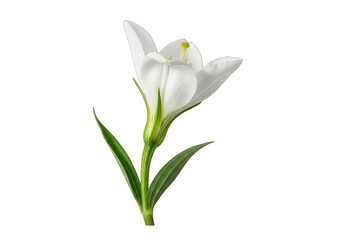 Obraz premium White tulip flower in full bloom with green leaves isolated on transparent background