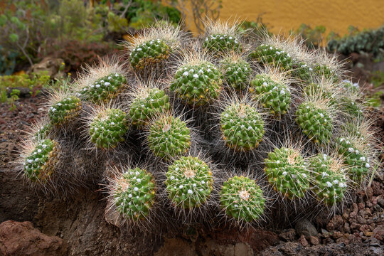 Mammillaria compressa (Gedr&uuml;ckter Warzenkaktus) in einem Garten mit Vulkangestein, mit Focus Stacking - Gran Canaria, Kanarische Inseln