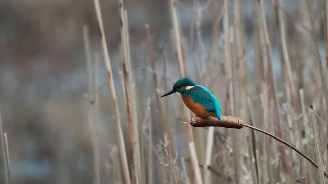 Kingfisher Bird on a Reed
