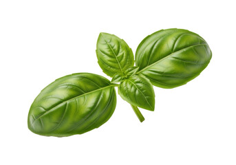 Obraz premium A vibrant green basil sprig with plump, unblemished leaves, intricate crinkled texture, and prominent veins on a pristine transparent background with copy space, soft studio lighting. Concept of