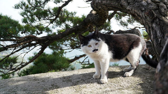 Resting Cat with a Chaplin Mustache