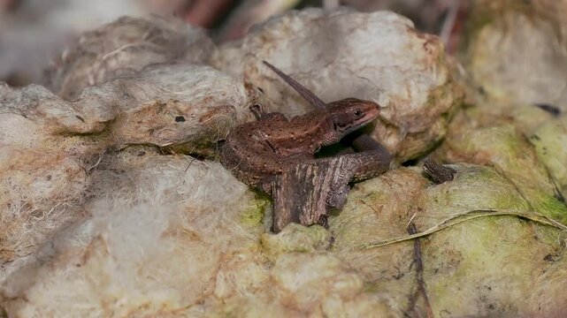 A Common Lizard Basking on Sheep Hair