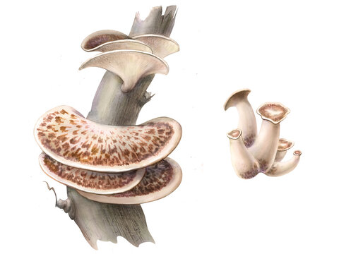 Dryad's Saddle Mushroom Pencil Hand Drawn Illustration Isolated on White with Clipping Path