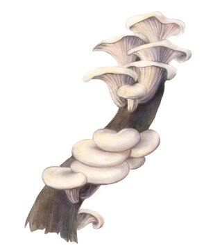 Oyster Mushroom Pencil Hand Drawn Illustration Isolated on White with Clipping Path