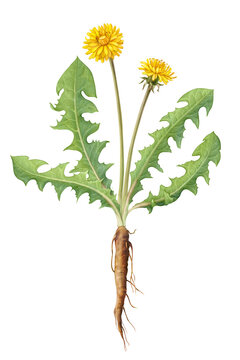 Dandelion Plant with Flowers, Leaves and Root Hand-drawn Pencil Illustration Isolated on White