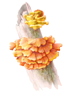 Chicken of the Woods Mushroom Pencil Hand Drawn Illustration Isolated on White with Clipping Path