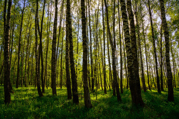 Obraz premium Sunlight filtering through the tall birch trees in a lush green forest, creating a serene and captivating natural landscape for nature enthusiasts.
