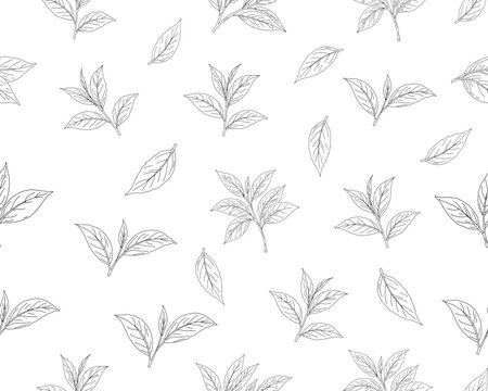 Hand drawn tea leaves seamless pattern. botanical herbal leaf background. minimal line art tea foliage texture. organic tea plant illustration repeat pattern.
