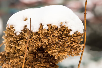 Uschnięty kwiatostan hortensji (Hydrangea spp.) zwieńczony warstwą śniegu, tworząc puszysty, biały kapelusz. Brązowe płatki kontrastują z czystym, białym śniegiem. Łodygi są cienkie i nagie. © Grzegorz