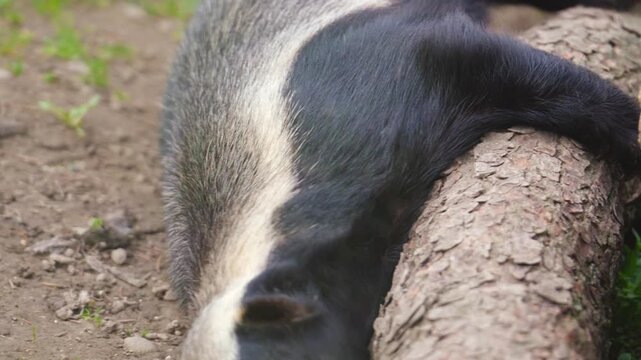 4K close-up of a honey badger scratching its body against a fallen tree trunk. Wildlife behavior shot showing the honey badger in a natural habitat.