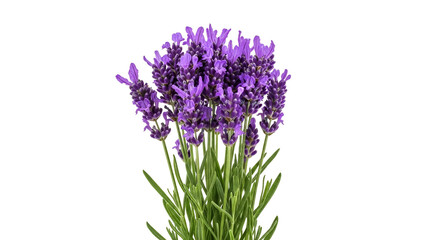Obraz premium A beautiful bouquet of lavender flowers on transparent background