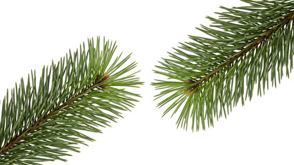 Obraz premium A close-up of two green pine branches on transparent background