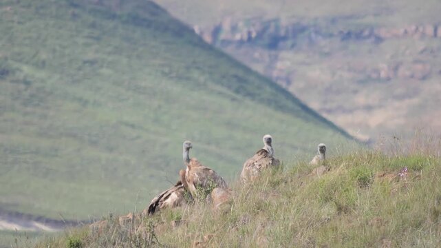 Group of Cape vulture - Gyps coprotheres -, also known as Cape griffon and Kolbe's vulture, sitting on a rocky ledge. 4K Video.