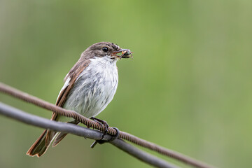 Fototapeta premium Female European pied flycatcher on a wire with an insect in its beak