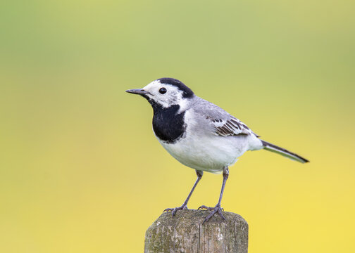 White wagtail (Motacilla alba) standing on a wooden pole with green and yellow background