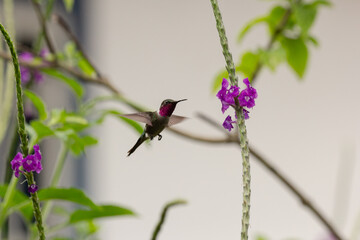 Amethyst woodstar hummingbird hovering near purple flower © cintiaoresco