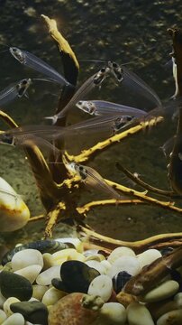 Catfish In Zoo Aquarium. Many Catfishes Float In Aquarium. Kryptopterus Vitreolus Known Commonly As Glass Cat, Ghost Catfish Or Phantom Catfish. Glass Catfish Are Endemic To Thailand