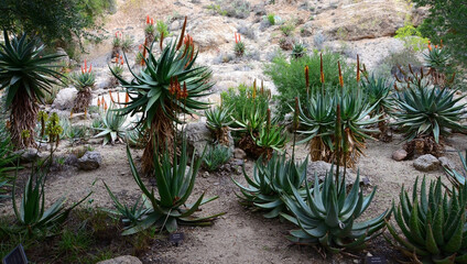 Century Plant Agave Aloe Ferox