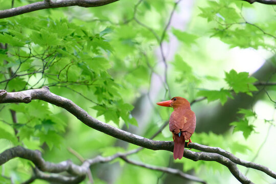 Ruddy Kingfisher (Halcyon coromanda) perched on a branch with prey in Shirakami-Sanchi, Japan.
