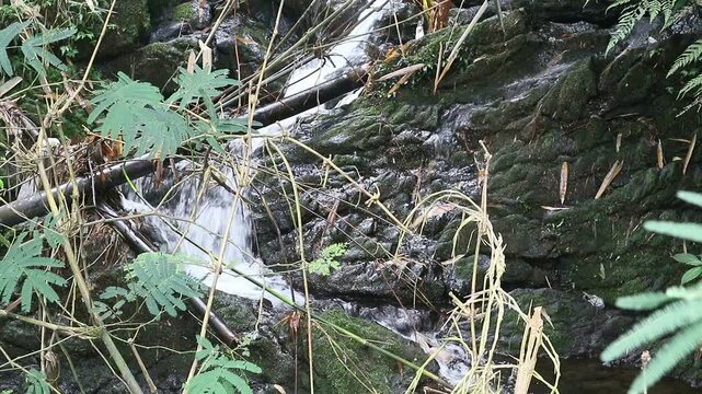 Water flowing from the mountains among forest vegetation gives the impression of tranquility, although some things indicate that the habitat is not well maintained.
