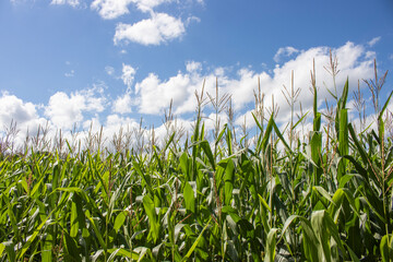 Obraz premium Maisfeld