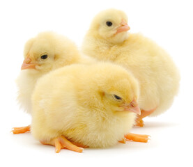 Three small fluffy yellow chickens isolated on white background