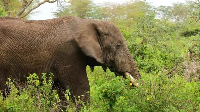 African elephant walking across the wild savanna surrounded by dry grass and open landscape under warm sunlight. Majestic wildlife scene showing the largest land animal in its natural habitat. Powerfu