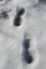 Human footprints in melting snow. Early spring thaw background