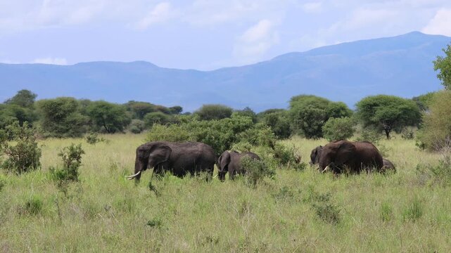 African elephant walking across the wild savanna surrounded by dry grass and open landscape under warm sunlight. Majestic wildlife scene showing the largest land animal in its natural habitat. Powerfu