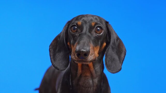 A close-up studio portrait of a black and tan dachshund dog looking at the camera against a bright blue background, nuzzling and fidgeting with a playful expression