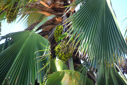 A Palmeira Buriti &eacute; uma das esp&eacute;cies mais emblem&aacute;ticas do cerrado e da Amaz&ocirc;nia. Tamb&eacute;m conhecida como &aacute;rvore da vida, destaca-se por seu porte majestoso