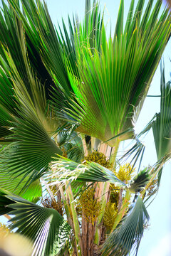 A Palmeira Buriti &eacute; uma das esp&eacute;cies mais emblem&aacute;ticas do cerrado e da Amaz&ocirc;nia. Tamb&eacute;m conhecida como &aacute;rvore da vida, destaca-se por seu porte majestoso