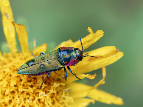 Metallic wood boring beetle (Anthaxia hungarica) female, resting on yellow flower, France. 