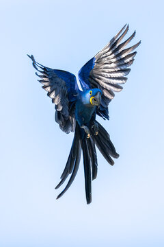 Hyacinth macaw (Anodorhynchus hyacinthinus) in flight, Mato Grosso, Pantanal, Brazil. 