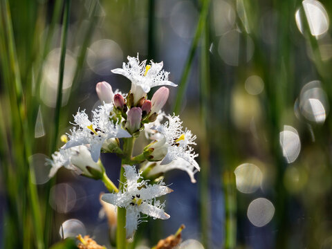 Common bogbean (Menyanthes trifoliata) in flower, Upper Bavaria, Germany. May. 