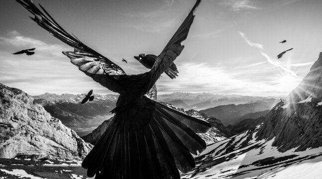 Alpine chough (Pyrrhocorax graculus) flock in flight over snow-covered mountains, Alps, Switzerland. January. 