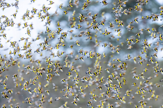 European goldfinch (Carduelis carduelis) flock in flight, Lower Silesia, Poland. January. 